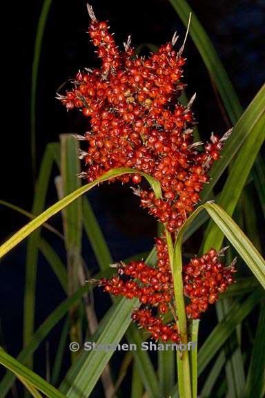 carex baccans graphic